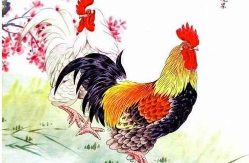 2026年属鸡每月运势和全年运势具体内容是什么？