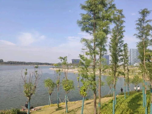 森林公园：城区中的一片净土