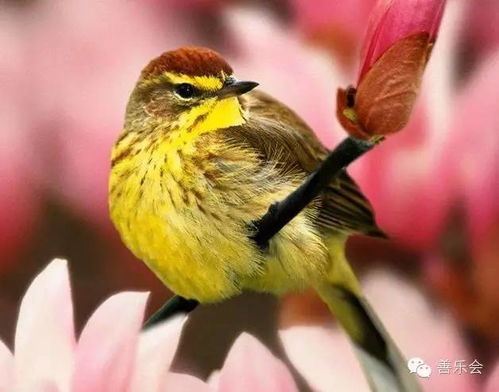 空调洞口有鸟,空调洞里有鸟怎么赶走