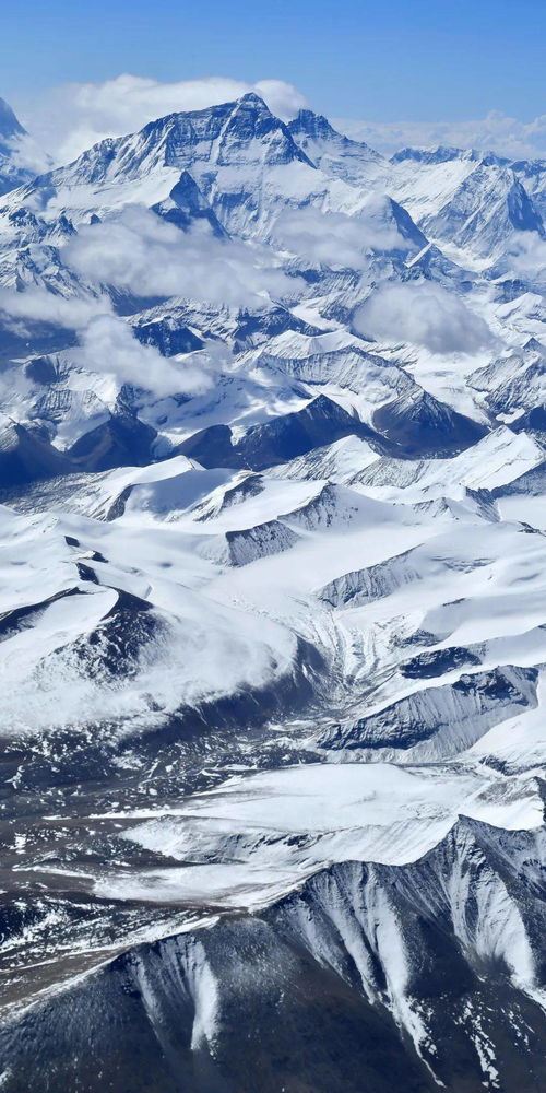 伏地松的秘密：传说与现实