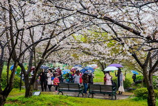 东湖磨山樱园：樱花盛宴