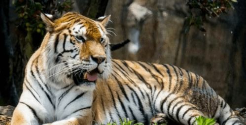 属虎女2026年每月运势详解具体包括哪些内容？