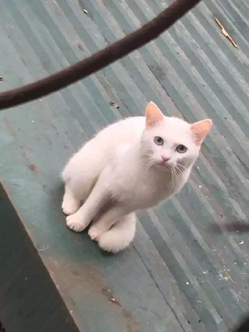 猫的笑声：古老的回音
