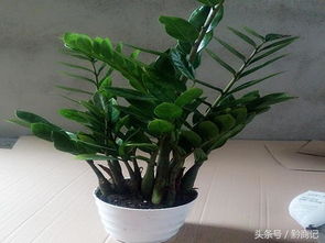 6. 龙血树 (铁树): 坚韧不拔的精神象征