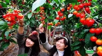 采摘椰子的乐趣