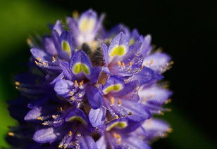 生肖星座与风水的奇妙碰撞：哪些花卉能让你钱包鼓鼓、运势飙升？