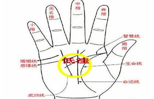 如何通过女手相判断财运，手相中哪些特征预示着女性财运旺盛？