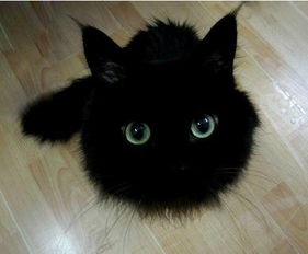 猫眼通灵的传说