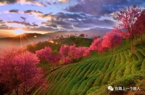 石林的樱花隧道：穿越时空的错觉