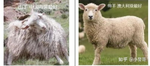 2. 属羊男孩命名特点