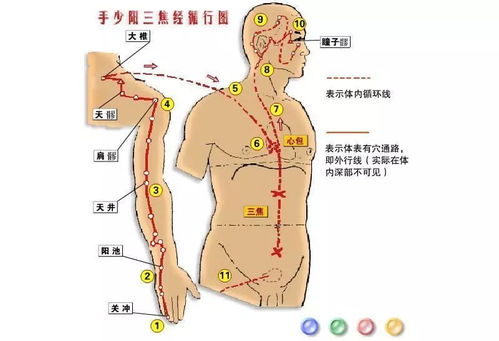 三焦经的秘密通道：把感冒扼杀在摇篮里