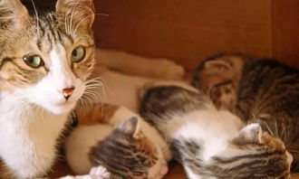 第四章：现代网络迷因与古代预言的重叠