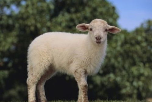 属羊的人：温顺得财还是替人受过？