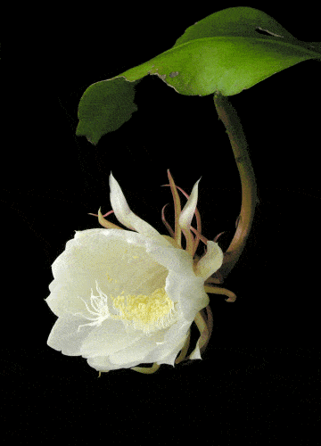 1.盆土