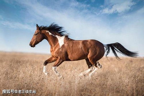 属蛇和马相配吗？他们的性格和命运是否和谐统一？