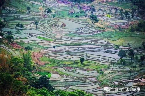 红河：梯田梦想与关键之年
