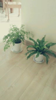 家中养植物有什么坏处,家里养植物的风水好吗