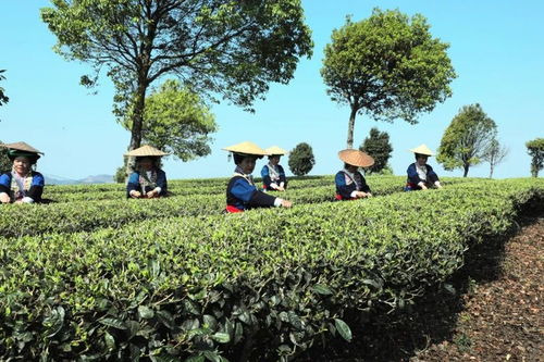 通关古茶山：肥硕条索， 香气浓郁