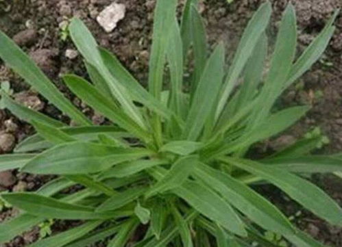 秦皇岛常见野菜