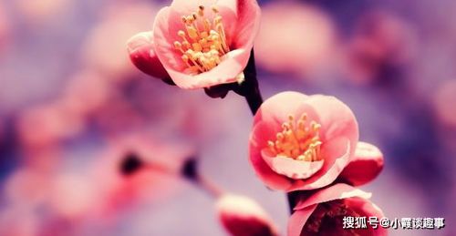 救命！生肖居然能帮你把前任求回来？2026年最玄学复合指南