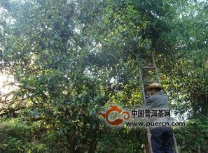罗坑镇的古茶树群落