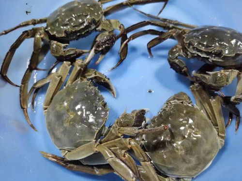 二、 从捕捞到餐桌：一段旅程