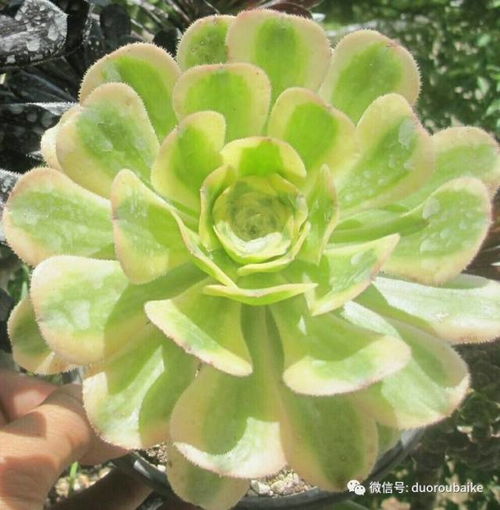 养多肉法师风水禁忌,多宝法师的风水禁忌