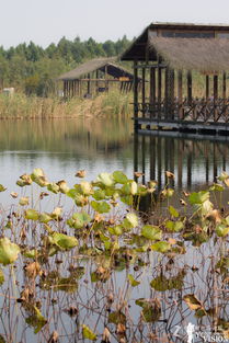 啊啊啊！溱潼这破地方！人挤人挤死人！