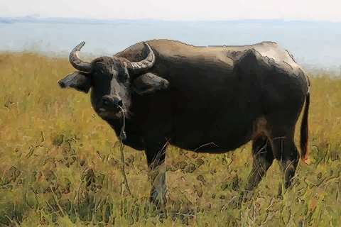 为什么 2025 年对 1997 生肖牛来说这么特殊？