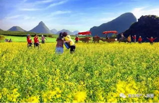 御龙湾温泉：藏在油菜花田里的“暖冬秘境”，花期比市区早半个月