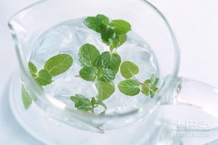 温度是关键：薄荷的“甜蜜区”
