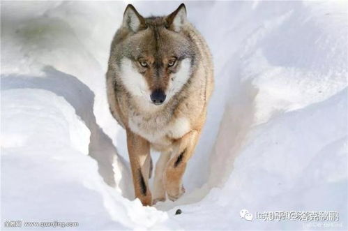 害怕的蔓延：心火旺盛