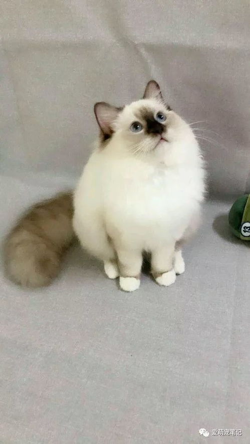 布偶猫取名核心原则