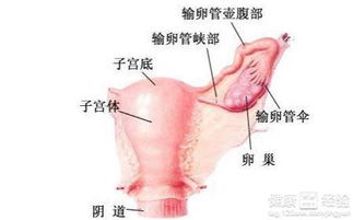 1.2 肾虚：让子宫感觉像被遗忘的老房子
