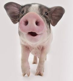 未來五天的爆發式增長