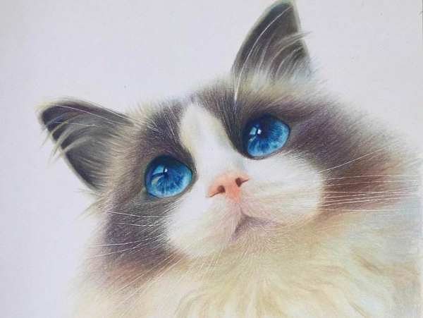 养猫风水有哪些讲究，风水上养猫需要注意哪些细节？