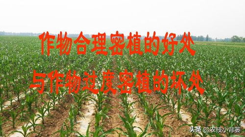 古老的农谚：经验的沉淀