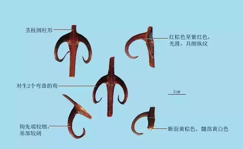 钳耳姓女孩起名秘籍：创意无限， 寓意深远