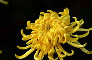 赏菊与饮菊花酒