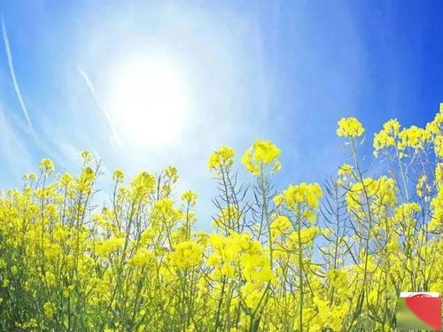 兴汉胜境：银杏叶？早被熊孩子薅秃了！