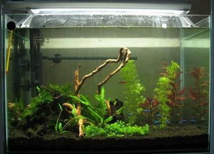 房屋侧面养鱼有风水,房屋侧面养鱼有风水