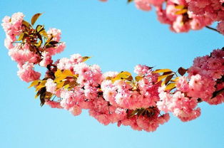 巨蟹座：温室里的小花朵