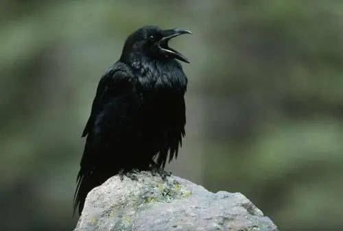 乌鸦这东西真是绝了