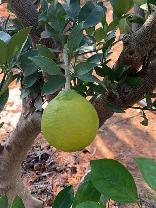 果树苗盆景,果树盆景大全