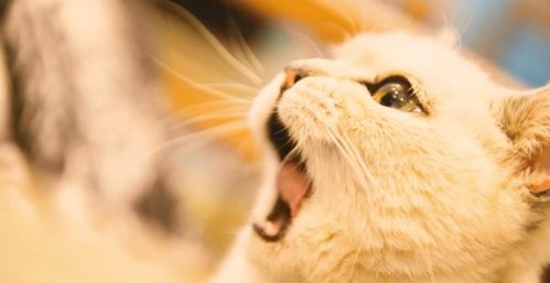 搬家送走猫咪会影响家居风水运势吗？