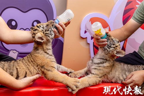属龙老大属虎老二，这样的名字组合是否合适呢？