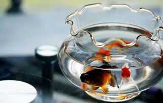 kan房子风水需要哪些工具,kan房子风水需要哪些工具和仪器