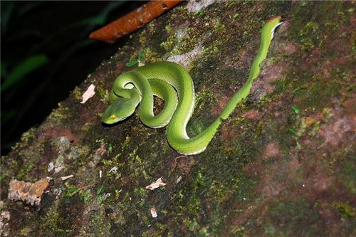 梦见被蛇咬却没出血，这究竟预示着什么含义？