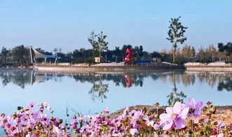 2. 莲花湖湿地——鸟鸣与手机铃声交织