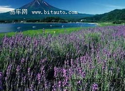哇靠！清远那片紫色花海要命了！自驾攻略乱炖版